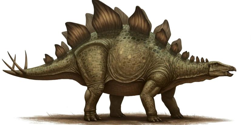 Stegosaurus