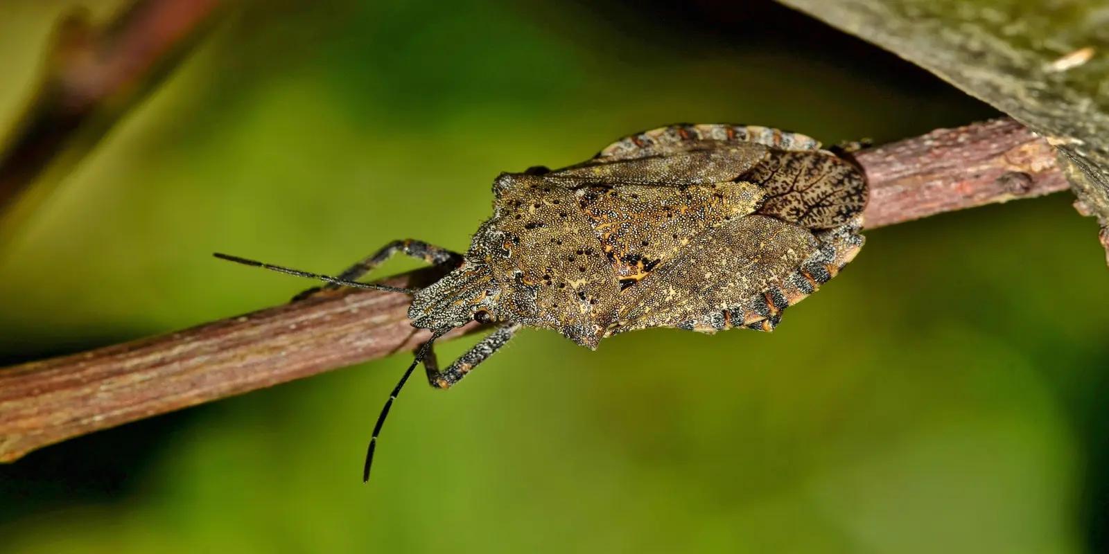 A close-up of a stink bug perched on a twig, showing its mottled brown exoskeleton and antennae.