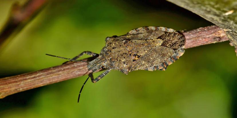 Stink Bugs