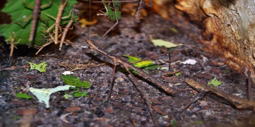 Walking Sticks