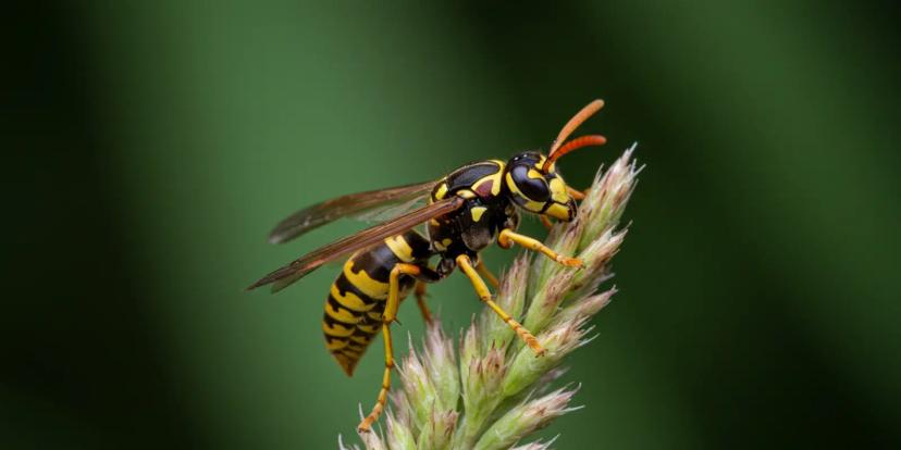 Wasps