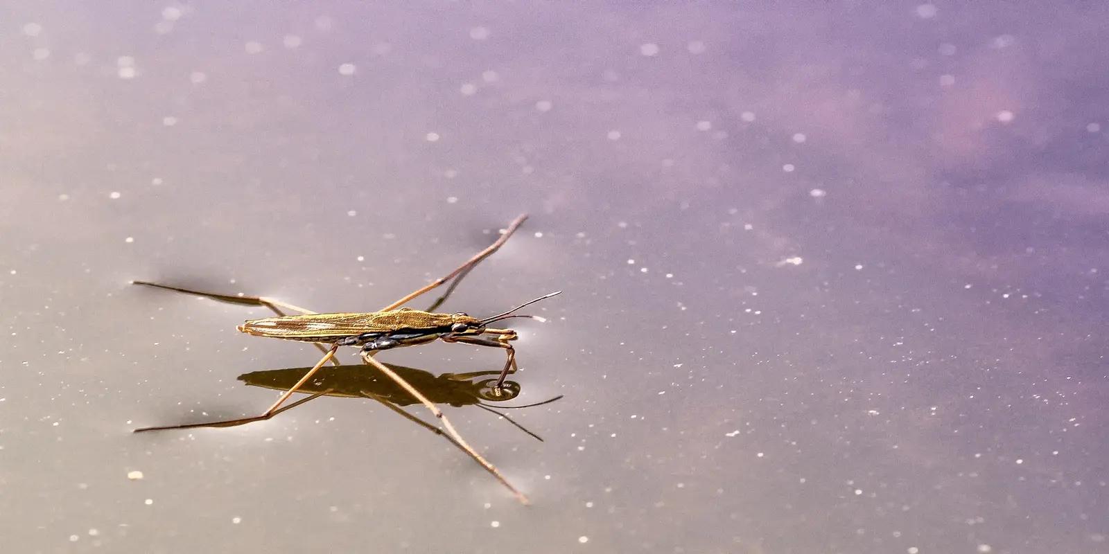 A water strider gliding on the water surface.