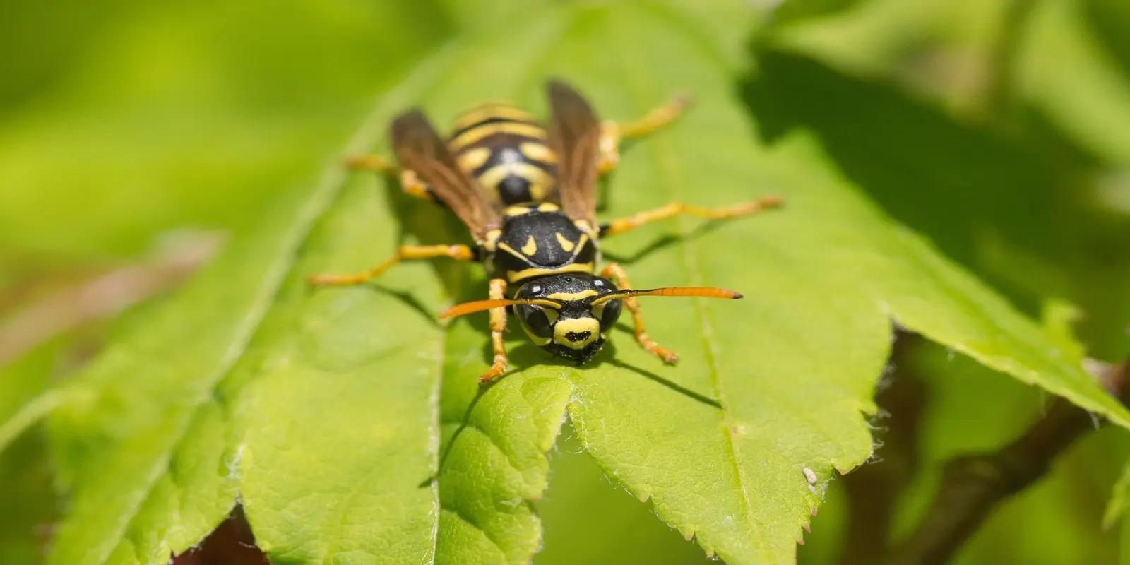 Close-up of a Yellow Jacket wasp with black and yellow markings.