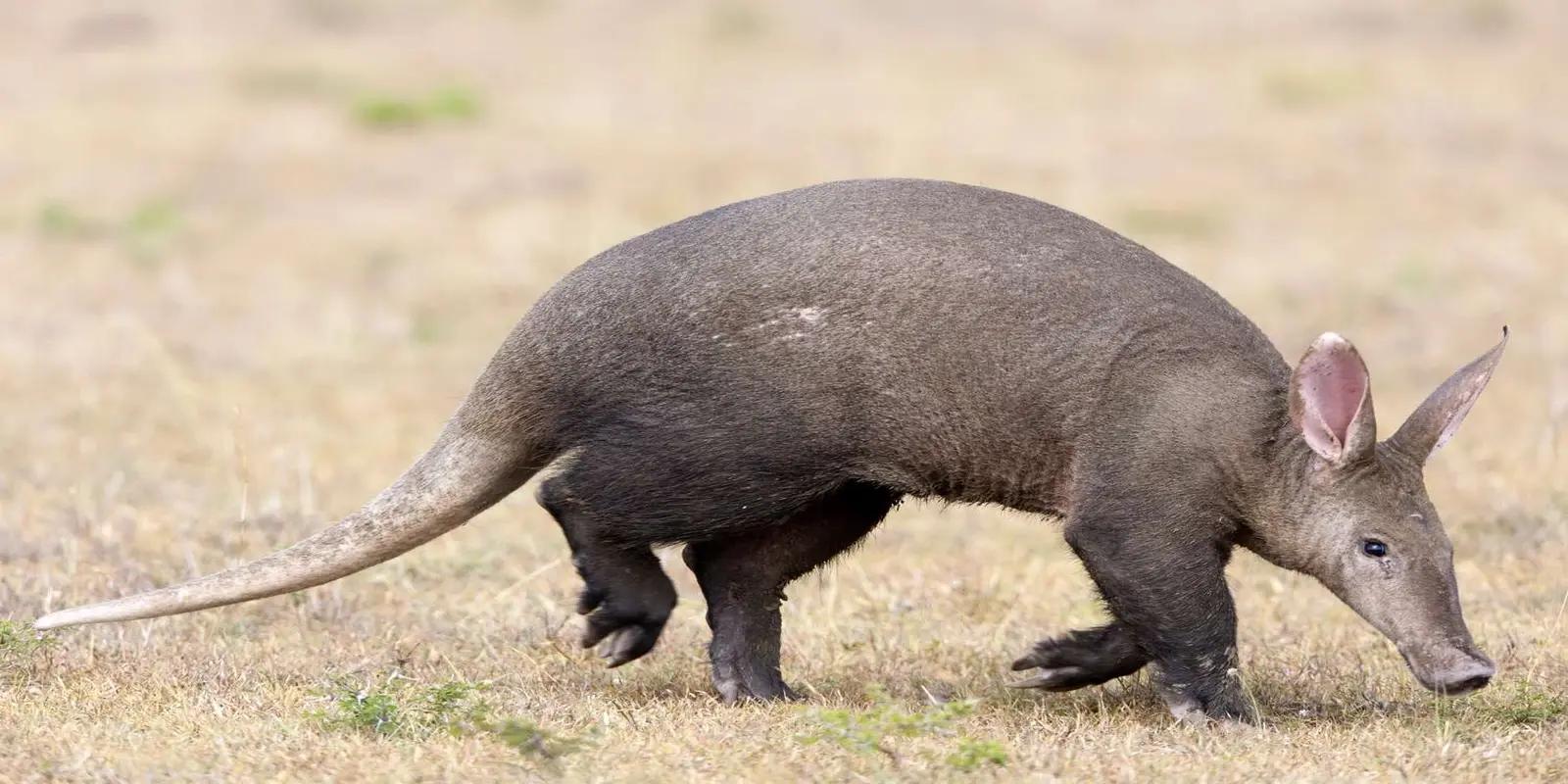 Aardvark walking on dry grassland, featuring its distinctive pig-like snout, arched back, and long tail.