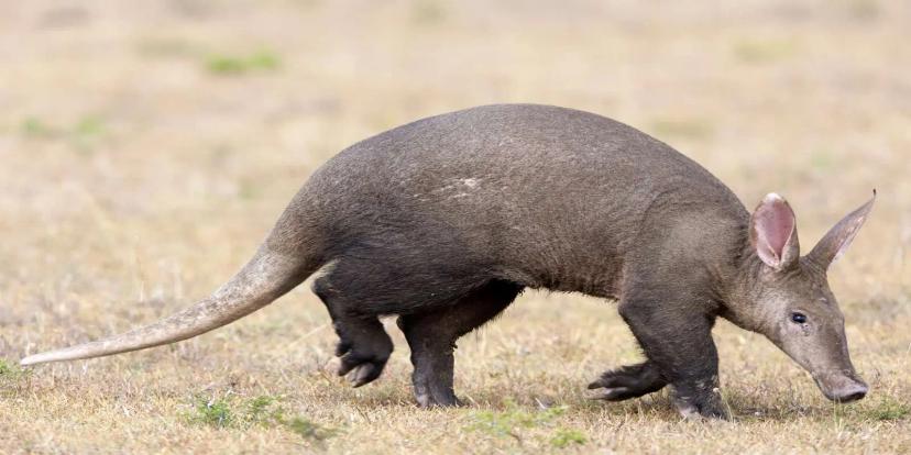 Aardvarks
