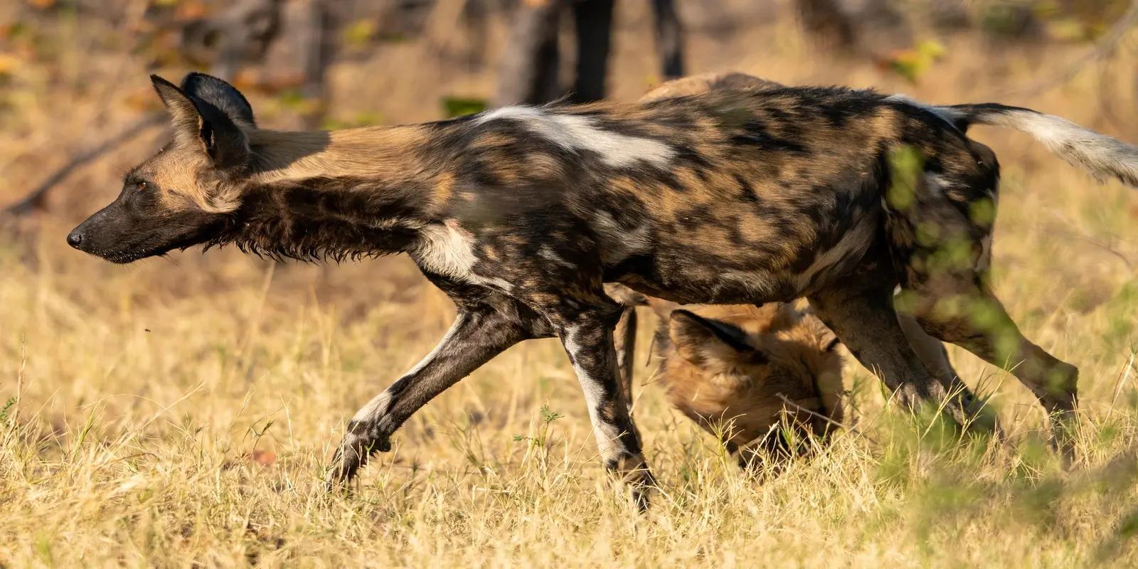 Two African wild dogs in a dry, grassy landscape, featuring their distinctive patchy coat patterns of brown, black, and white.