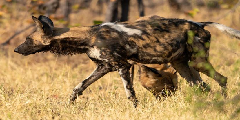 African Wild Dogs