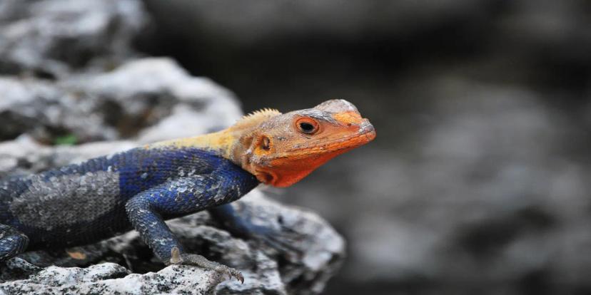Agamas Lizards