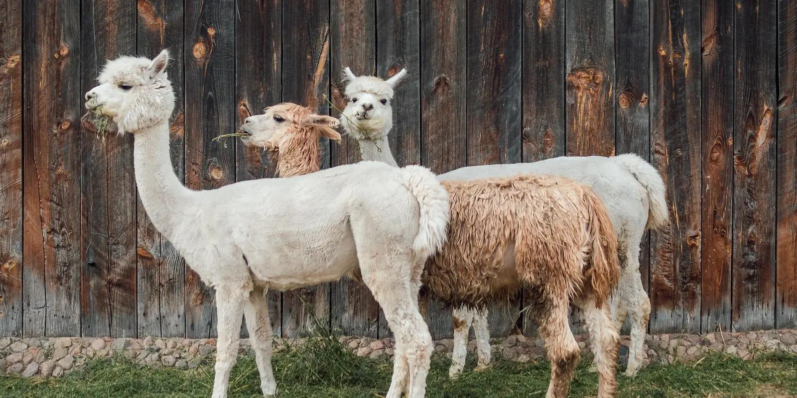 Three Huacaya alpacas standing in front of a wooden barn, featuring their fluffy white and light brown coats, long necks, and small heads.