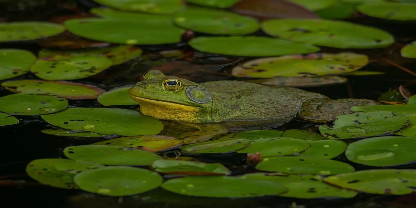 A large, green American bullfrog sitting in a pond surrounded by lily pads. The frog has a smooth, green skin, a prominent tympanum that is larger than its eye, and is partially submerged in dark water.