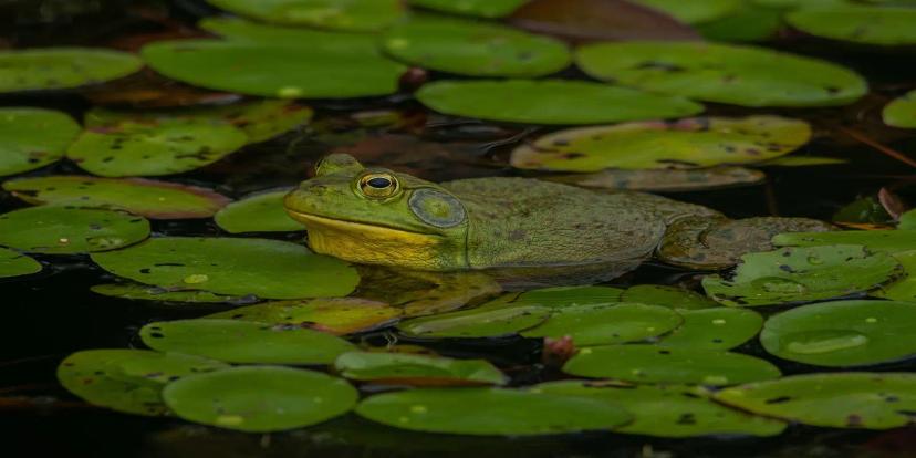 Bullfrogs