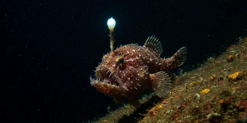 Anglerfish
