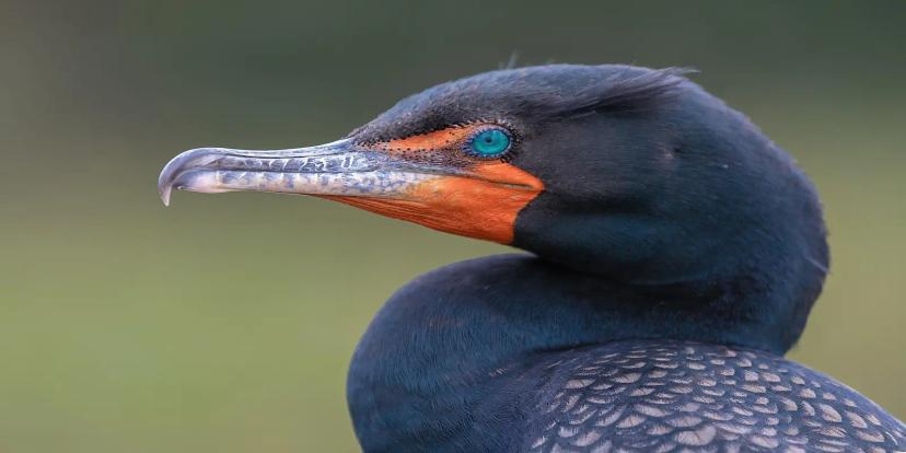 Anhingas