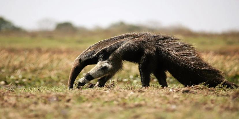 Anteaters