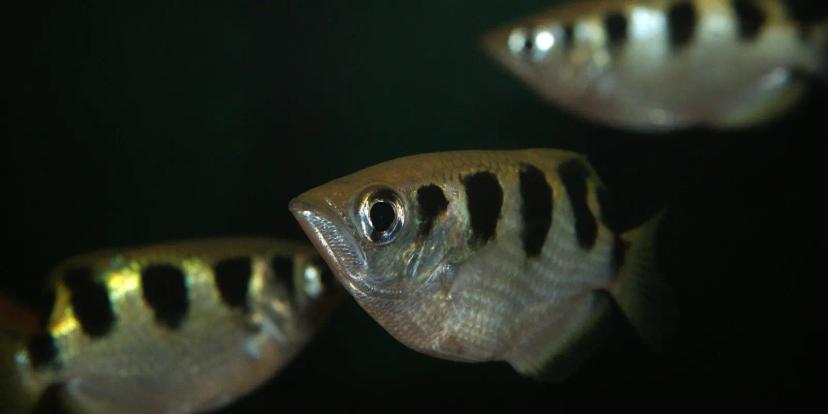 Archerfish