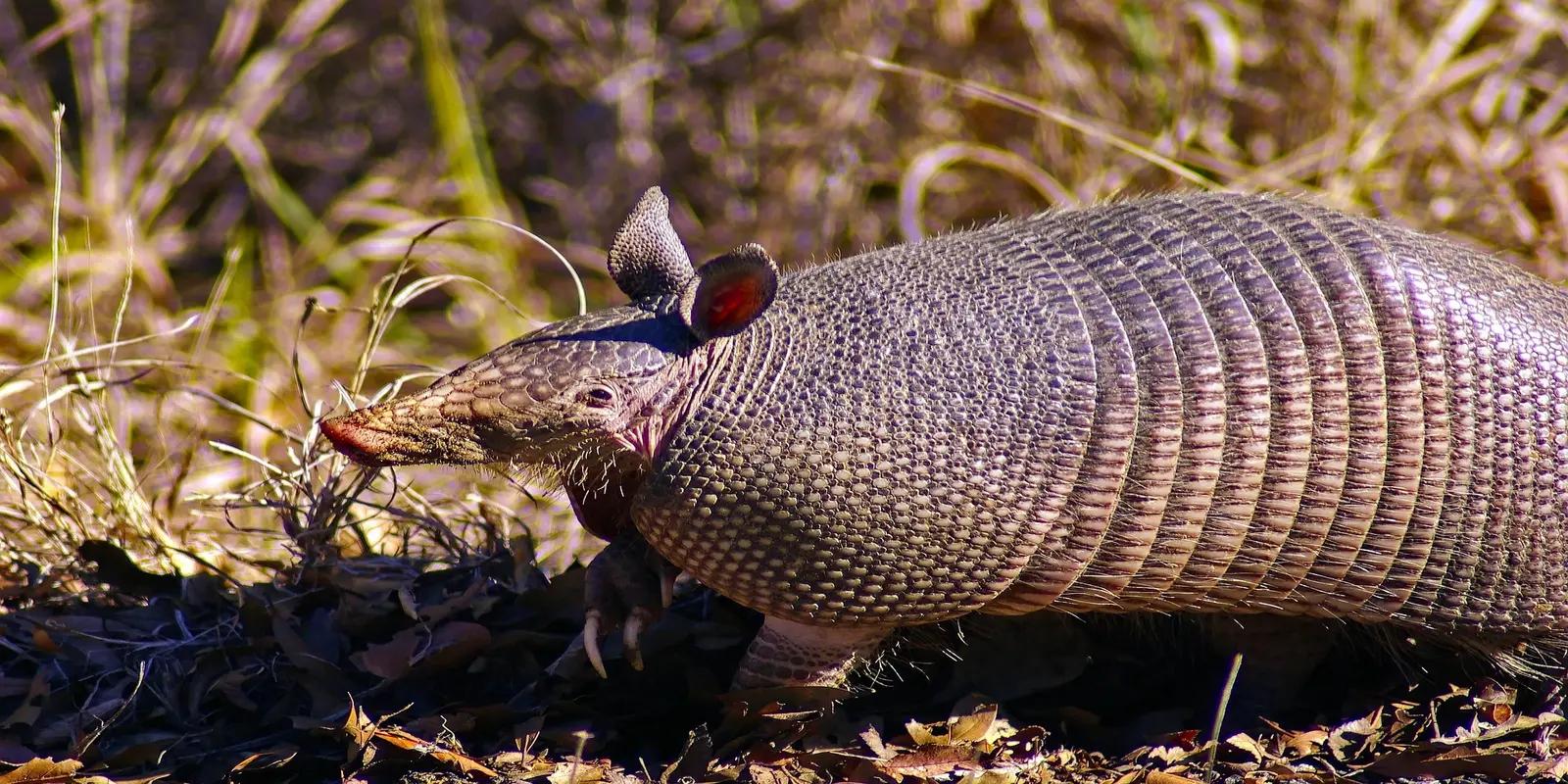 Nine-banded armadillo in a natural environment, featuring its distinctive bony armor plates, long snout, and large ears.