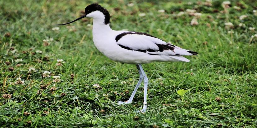 Avocets
