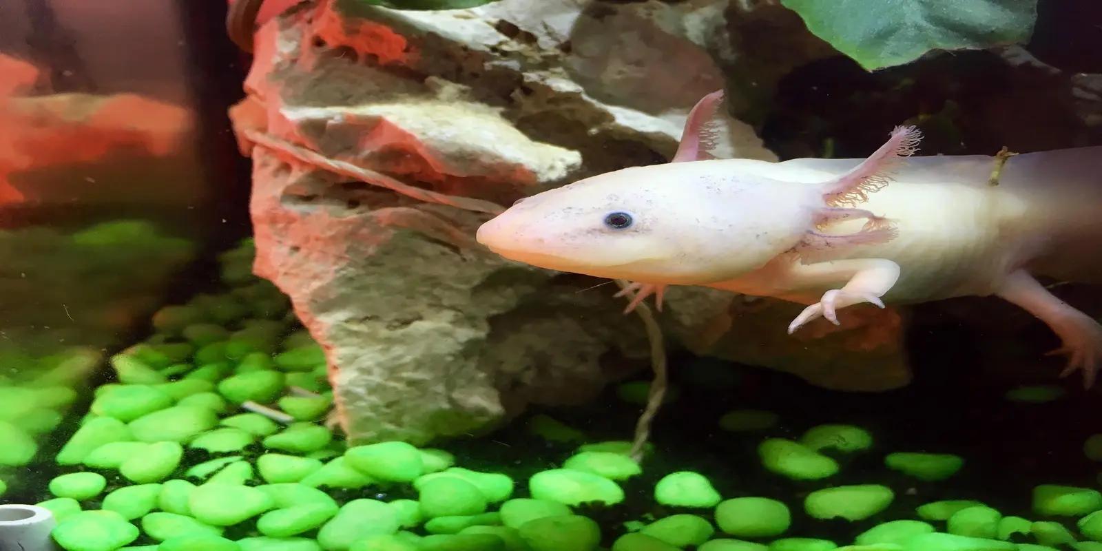 A pale pinkish-white axolotl swimming in an aquarium. The neotenic salamander has external feathery gills on the sides of its head, small dark eyes, underdeveloped limbs, and a prominent tail fin.