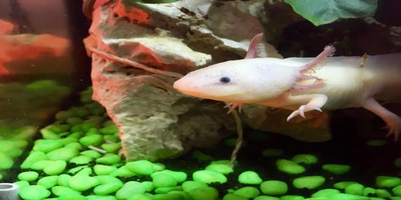 Axolotls
