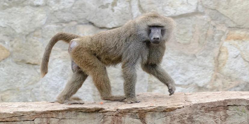 Baboons