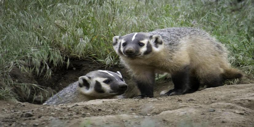 Badgers