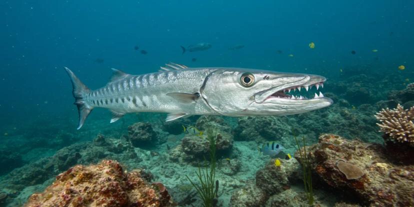 Barracudas