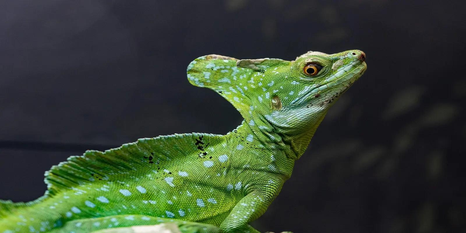 A bright green plumed basilisk lizard in profile, looking upwards. The lizard has a prominent, fan-like crest on its head, along with smaller crests running down its back. Its skin is textured with scales and scattered light blue spots. Its orange eye is clearly visible.