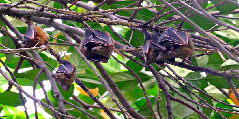 Bats