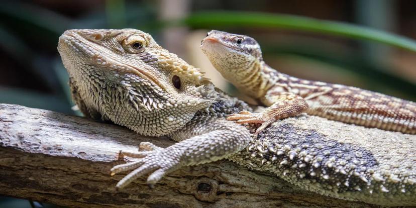 Bearded Dragons