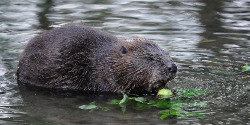 Beavers