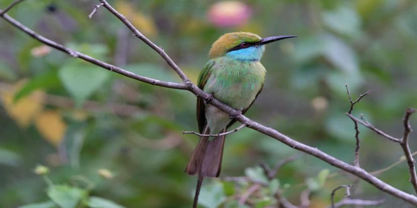 Bee-eaters