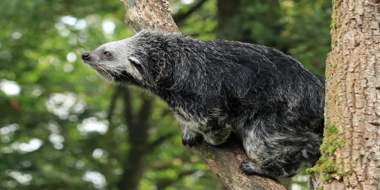 Binturong perched on a tree branch, featuring its dark shaggy fur, pointed ears, and long whiskers.