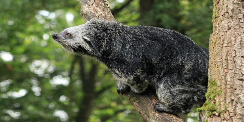 Binturongs