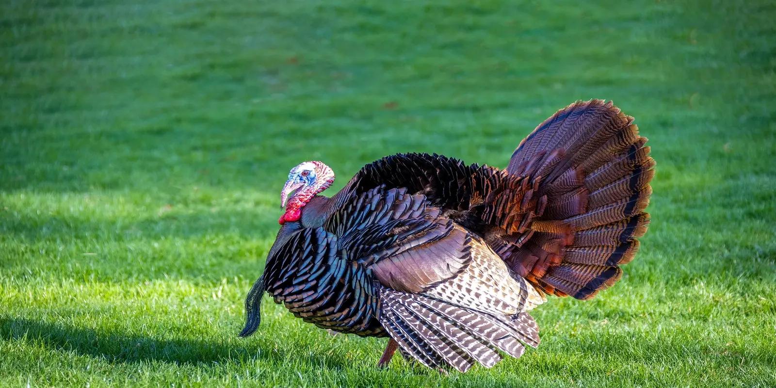 Wild turkey displaying its tail feathers in a grassy field. The large bird has dark, iridescent plumage, a bare head and neck with red, white, and blue fleshy growths, and a fully fanned tail with dark bars.