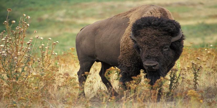 Bison (American Bison)