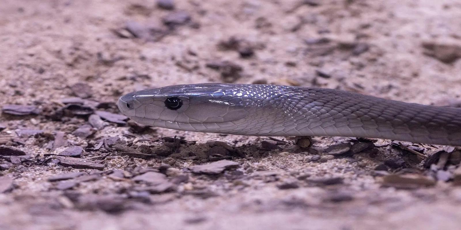 A close-up of the head and part of the body of a black mamba resting on a substrate of sand and small rocks.