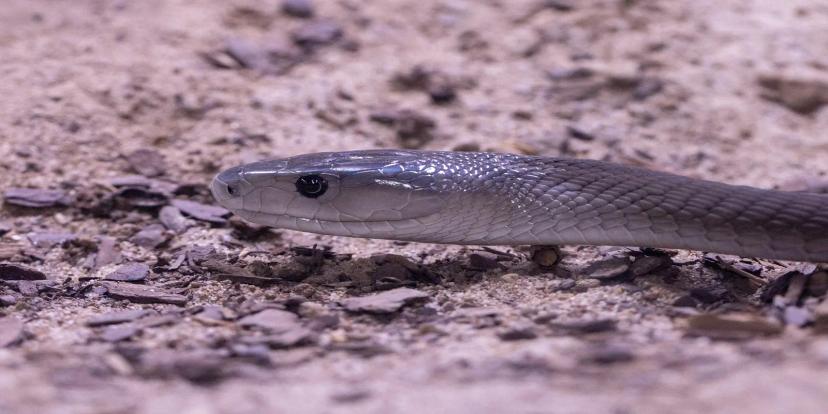 Black Mambas
