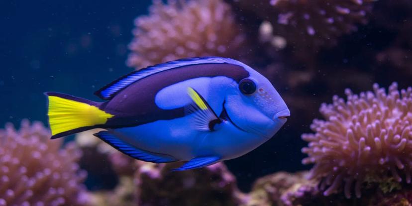 Blue Tangs