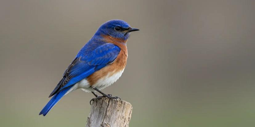 Bluebirds