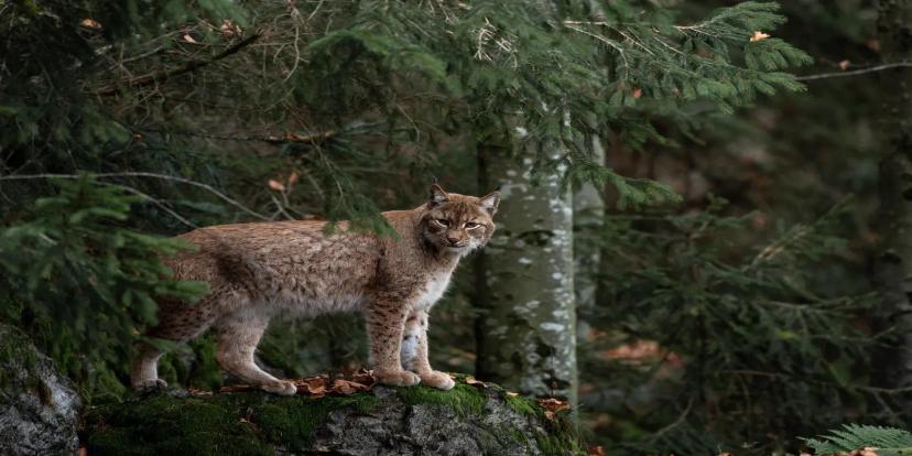Bobcats