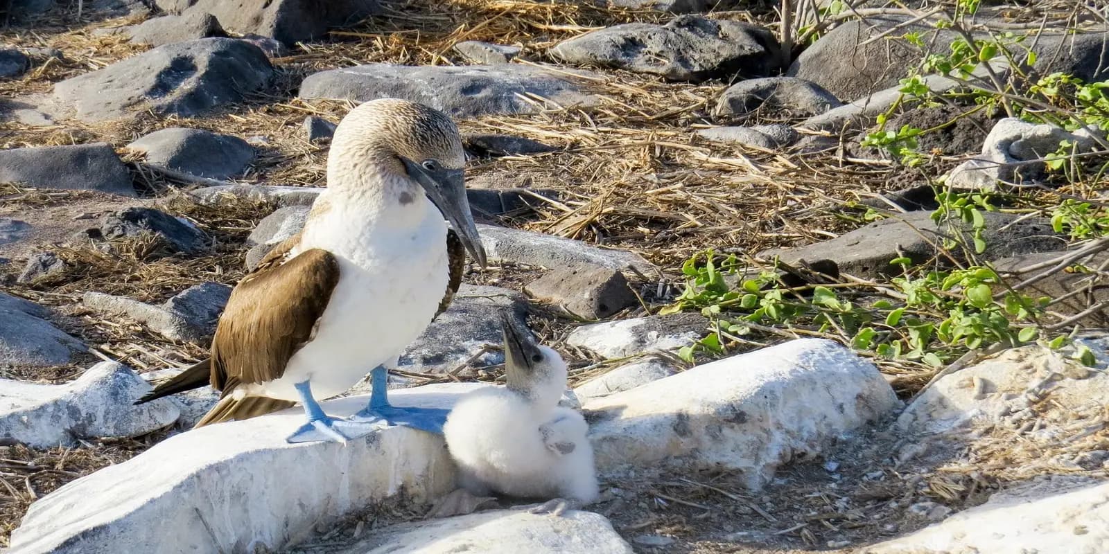 Blue-footed booby with a chick on a rocky ground, featuring its bright blue feet and brown and white plumage.