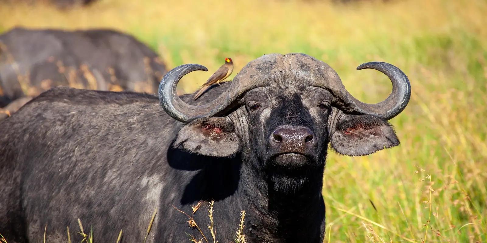 African buffalo with a yellow-billed oxpecker perched on its head, featuring the buffalo's large horns and dark gray coat, and the oxpecker's small size and yellow beak.