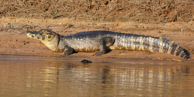 Caimans