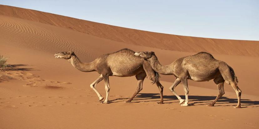 Camels