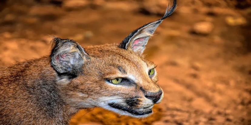 Caracal Cats
