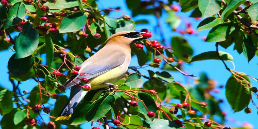 Cedar Waxwings