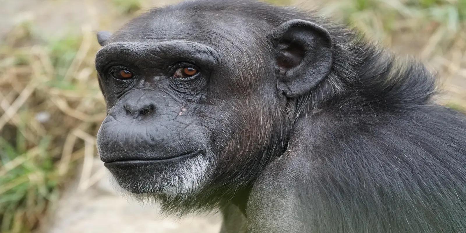 Close-up of a Chimpanzee featuring its dark fur, and intelligent eyes.