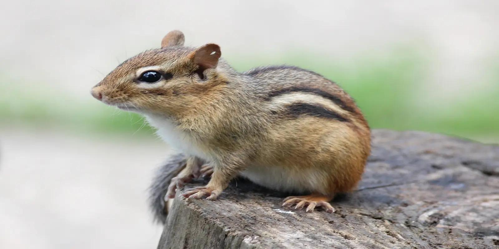 Eastern chipmunk sitting on a tree stump, featuring its distinctive stripes, small size, and large eyes.