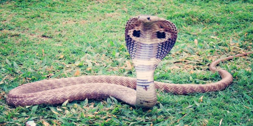 Cobras
