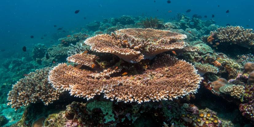 Corals